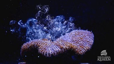 Florida scientists induce spawning of Atlantic coral in lab for first time Florida scientists induce spawning of Atlantic coral in lab for first time
