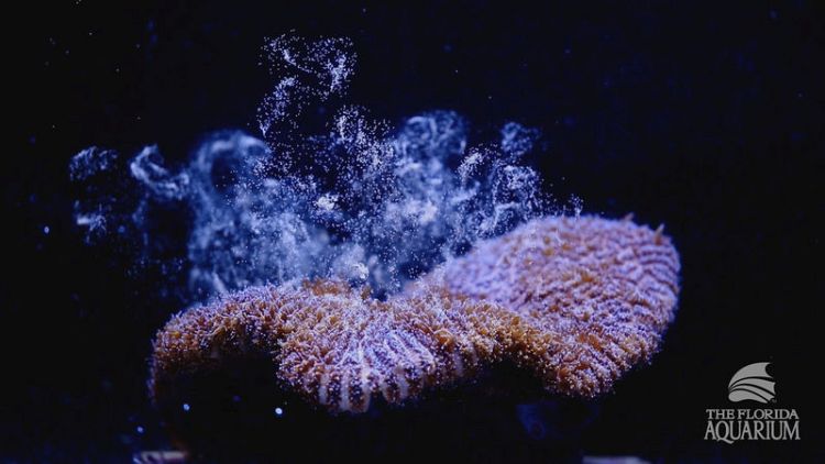 Florida scientists induce spawning of Atlantic coral in lab for first time