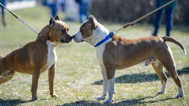 Anziani aggrediti dal loro cane Anziani aggrediti dal loro cane