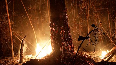 Brazilian states ask for military help as Amazon fires rage Brazilian states ask for military help as Amazon fires rage
