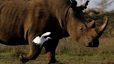 Eggs from last northern white rhinos fertilised, scientists say Eggs from last northern white rhinos fertilised, scientists say