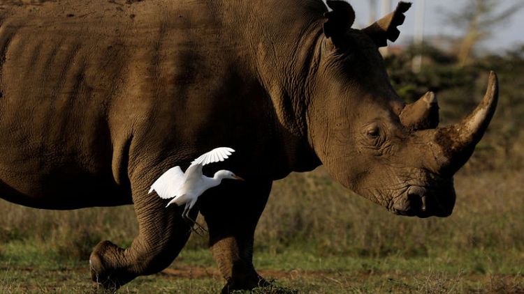 Eggs from last northern white rhinos fertilised, scientists say
