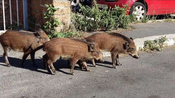 Ferito dopo scontro con cinghiale,morto Ferito dopo scontro con cinghiale,morto