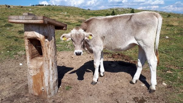 Uccisa da mucca, vittima corresponsabile Uccisa da mucca, vittima corresponsabile