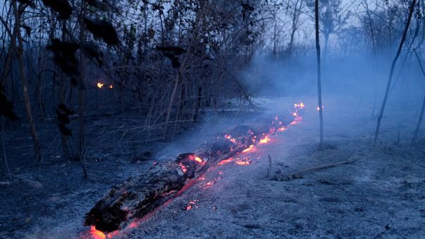 Norway calls on its companies in Brazil to be mindful of deforestation Norway calls on its companies in Brazil to be mindful of deforestation