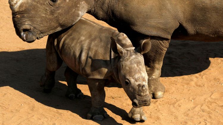 Namibia considers withdrawal from wildlife convention unless rhino trade eased