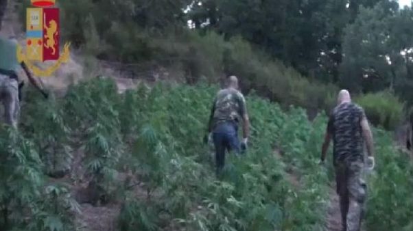 Marijuana per 1mln scoperta a Orgosolo Marijuana per 1mln scoperta a Orgosolo