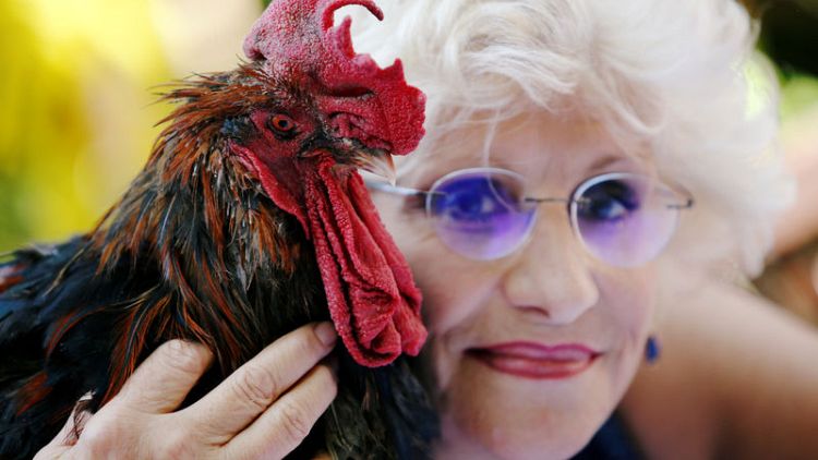 Maurice the Rooster pitches city slickers against locals in rural France