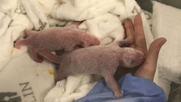 Berlin celebrates birth of Germany's first giant panda cubs