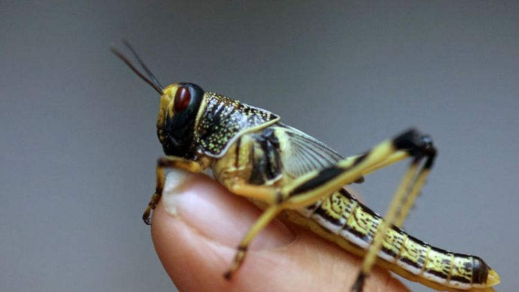 U.N. sees locust trouble brewing as Yemen war hampers pest control