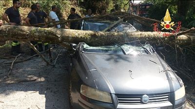 Albero su auto, donna ferita lievemente Albero su auto, donna ferita lievemente