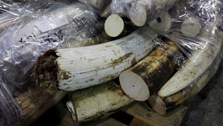 Tanzania seizes ivory tusks equivalent to 117 elephants killed