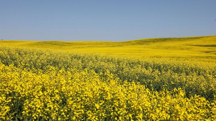 Canada takes first formal step at WTO to challenge China's canola ban