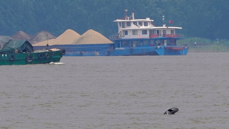 Fit for porpoise - China races to save last Yangtze river mammal