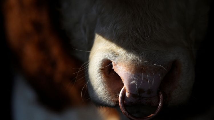 Irish beef price dispute sparks layoffs, threatens exports