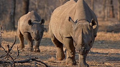 Rare black rhinos relocated to Tanzania in Serengeti repopulation plan