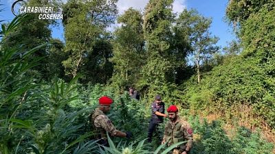 Coltivavano 780 piante marijuana,arresti Coltivavano 780 piante marijuana,arresti