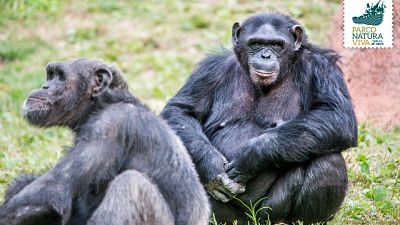 Scimmie in fuga, parco evacuato e disagi Scimmie in fuga, parco evacuato e disagi