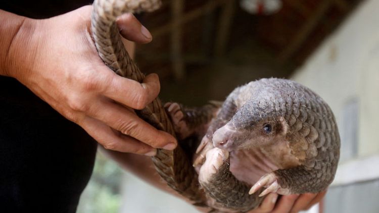Nigeria becomes Africa's staging ground for the illegal pangolin trade with Asia