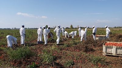 Caporalato:parte in Puglia filiera etica Caporalato:parte in Puglia filiera etica