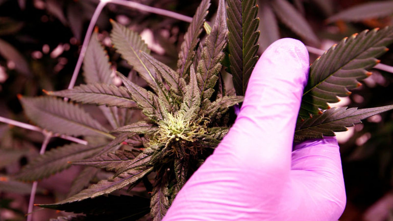 Canberra becomes first Australian city to legalise marijuana for personal use