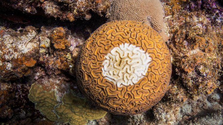 Disaster under the waves: the race to save the coral of the Caribbean