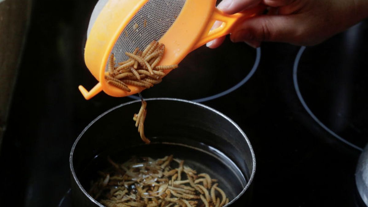 Ants, crickets and cockroaches healthy snacks that taste like potato