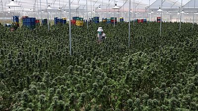 Facing stiff competition, will Colombia's marijuana industry go up in smoke? Facing stiff competition, will Colombia's marijuana industry go up in smoke?