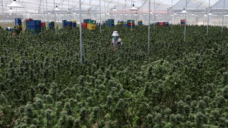 Facing stiff competition, will Colombia's marijuana industry go up in smoke?