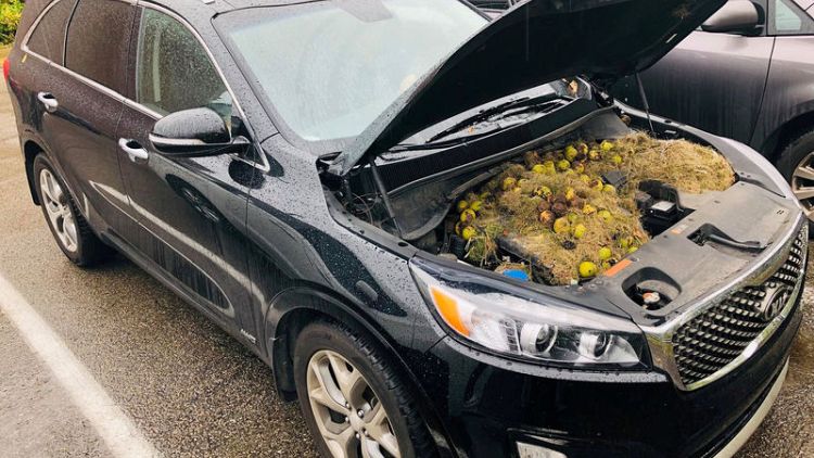 Squirrels' stash of winter walnuts causes car chaos