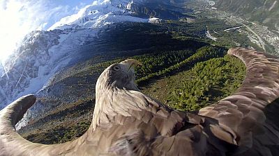 Victor the eagle's bird's eye view of the Alps raises climate change awareness Victor the eagle's bird's eye view of the Alps raises climate change awareness