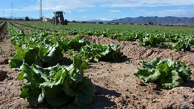 Getting lettuce into Britain - Spanish farmers baulk at no-deal Brexit Getting lettuce into Britain - Spanish farmers baulk at no-deal Brexit