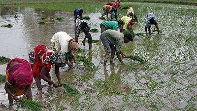 Explainer: Why strong monsoon rains are not necessarily good news for Indian farmers Explainer: Why strong monsoon rains are not necessarily good news for Indian farmers