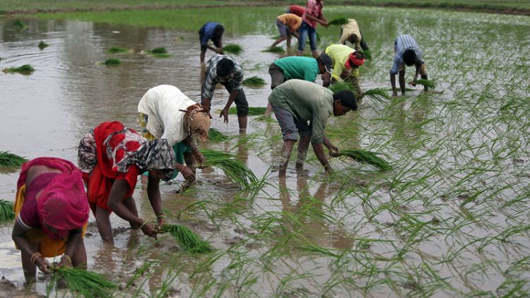 Explainer: Why strong monsoon rains are not necessarily good news for Indian farmers