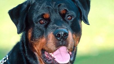Bologna, bimba morsa da due rottweiler Bologna, bimba morsa da due rottweiler