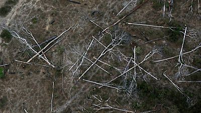 Deforestation in Brazil's Amazon rainforest surges through September Deforestation in Brazil's Amazon rainforest surges through September