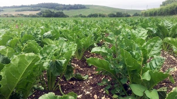 Discarica in campo bio, denunciato da Ps Discarica in campo bio, denunciato da Ps