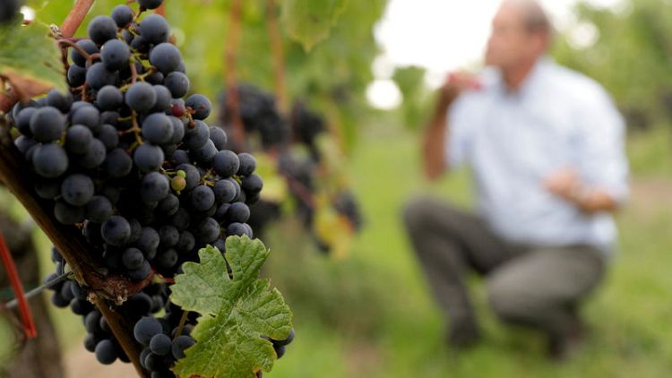 Warming climate puts Austria's hip Gruener Veltliner wine at risk