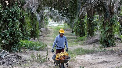 Palm oil body to wield stick to get consumer goods giants to go green Palm oil body to wield stick to get consumer goods giants to go green