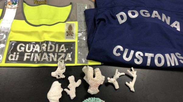 Sequestrati corallo e conchiglia Sequestrati corallo e conchiglia