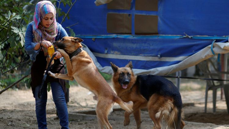 Gaza's growing pet population stretches scant vet resources