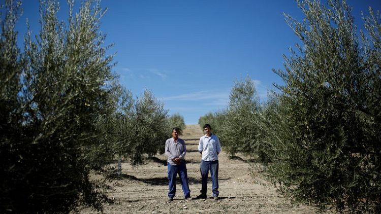 U.S. tariffs threaten livelihoods of Spain's olive-farming families