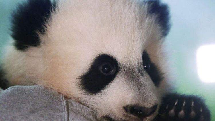 Bye Bye, Bei Bei: National Zoo panda leaves for China next month