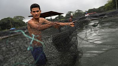 In hungry Venezuela, food producers step up exports to survive In hungry Venezuela, food producers step up exports to survive