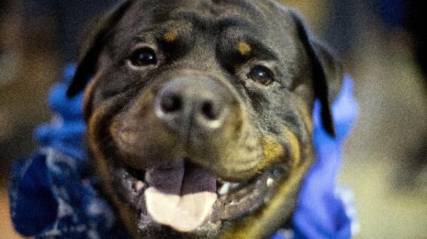 Rottweiler stipati in gabbie uccelli Rottweiler stipati in gabbie uccelli