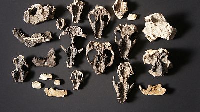 Post-apocalyptic fossils show rise of mammals after dinosaur demise Post-apocalyptic fossils show rise of mammals after dinosaur demise