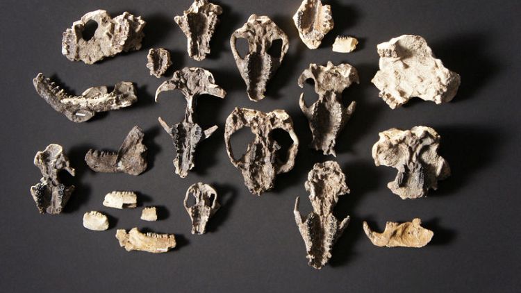 Post-apocalyptic fossils show rise of mammals after dinosaur demise