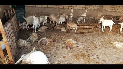 Straripa torrente, morti oltre 60 ovini Straripa torrente, morti oltre 60 ovini