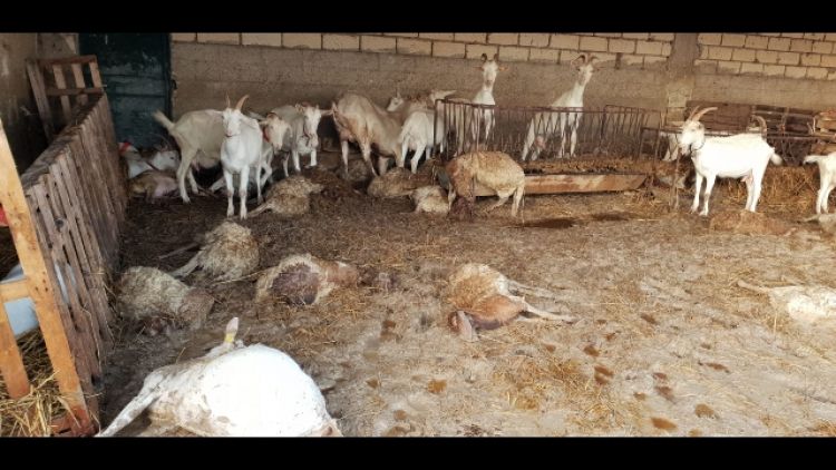 Straripa torrente, morti oltre 60 ovini