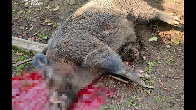 Attaccato da cinghiale, grave un anziano Attaccato da cinghiale, grave un anziano